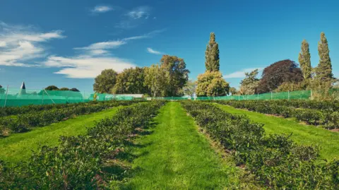 A field with rows of tea leaves planted into it.