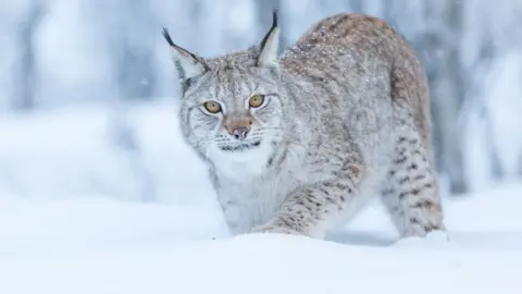 Getty Images A lynx walks through snow in a wooded area. The cat is looking at the camera.