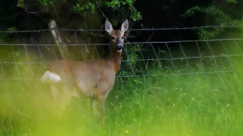 Paul Murdock A deer with black eyes and a black wet snout looks at the camera. It has a bright white rear quarters and brown fur. It is standing in a grassy green field in Cumbria with a wire fence behind it and thick trees beyond.
