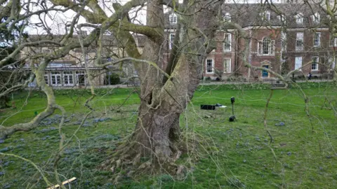 Sam Read/BBC A London plane tree in a walled garden in Ely. The tree is surrounded by grass, dotted with blue flowers. Behind it can be seen the back of a large house, the former bishop's palace. 