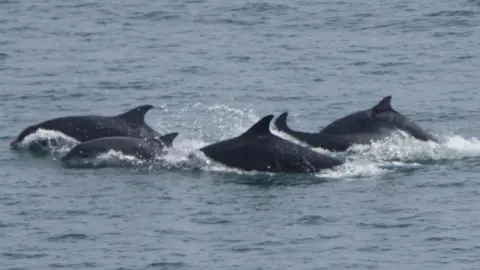 Robin Petch/Sea Watch Foundation A group five dark-grey dolphins swimming together in the sea off the Yorkshire coast