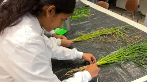 A researcher at the University of Nottingham taking samples from the roots of a rice plant