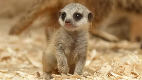 Close-up shot of a baby meerkat.