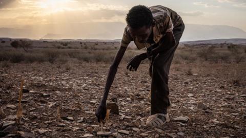  Melese Desta, 45, who has not been able to feed himself or his family, pulls the stalks of his failed sourgum crop near his home on February 18, 2024 in the Tigray Region of Ethiopia.
