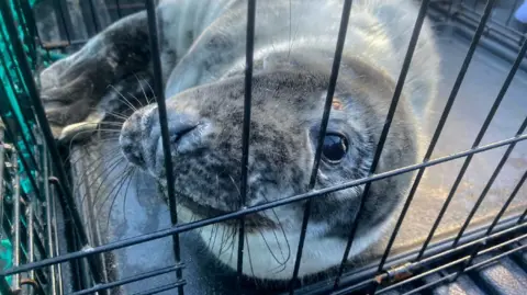 Gavin Parsons Ostrich the seal