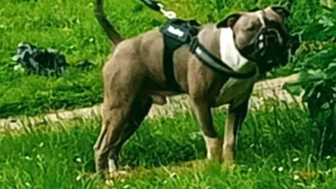 Brown and white American Bulldog wearing a muzzle, on a lead and harness, standing on green garden grass. 