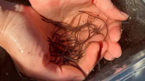 Tees Rivers Trust Two hands are cupping many small eels in a tub. The eels are a brown colour and many more can be seen beneath the hands.