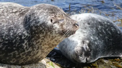 Two harbour seals sitting next to each other on a spot of land 