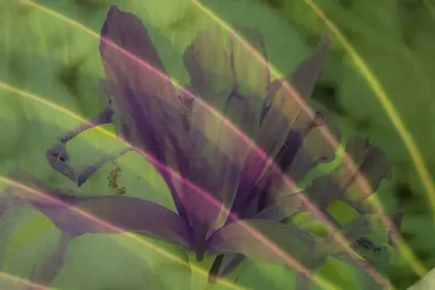 Michelle Kelsall Leaves