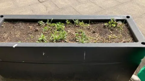 A close up of a flower bed which has had all its flower torn out. The soil is almost bare.
