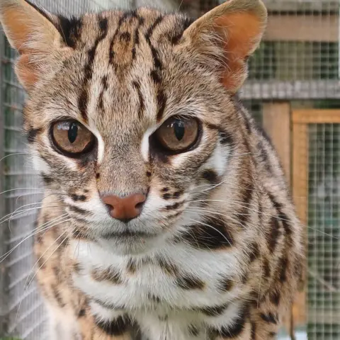 Exotic Pet Refuge A leopard cat stars into the lens - it has a tan and white coat with large black spots. Its ears are large and pointed.