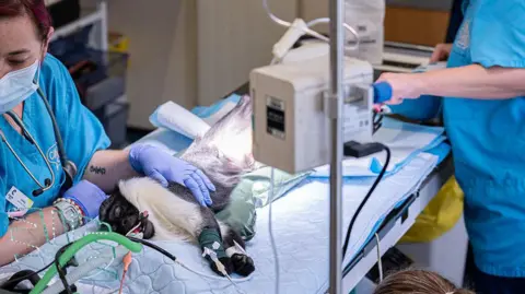 Chester Zoo/PA Media Surgeons operating on roloway monkey Masaya. One surgeon has her hand on Masaya who is asleep and on the operating table with drips connected to her.