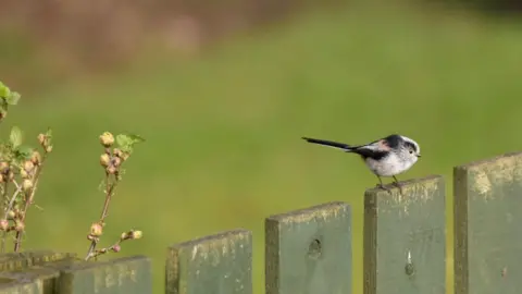Graham Rosie A white and black long-tailed tit sitting on an olive green wooded fence, with green grass in the background.
