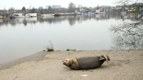 Getty A seal rests on the banks of the Thames in Hammersmith in March 2021