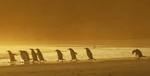 Christina Holfelder A group of penguins walking on a beach with one of them throwing up