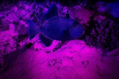 TAHSIN CEYLAN / ANADOLU / GETTY IMAGES A blue and black fish swims amid a bright violet seabed.