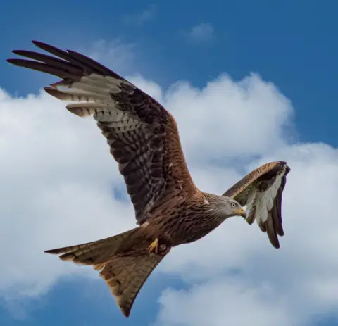 Nicola Orr A red kite flying in the sky