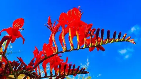 A red flower in St Leonards, East Sussex.