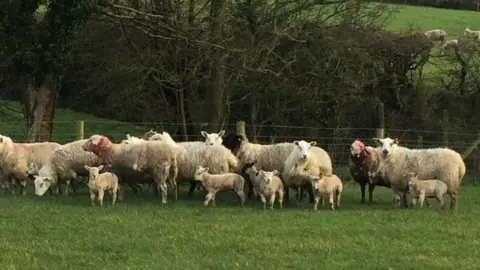 Marie Wilson Sheep huddled against a fence in Rhosybol - two are clearly injured