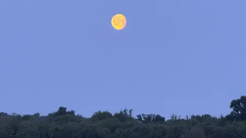 Weather Watchers / Nelly PS A dark blue, clear, evening sky with a nearly full moon, a bright yellow colour with a dark line of trees along the bottom of the picture.