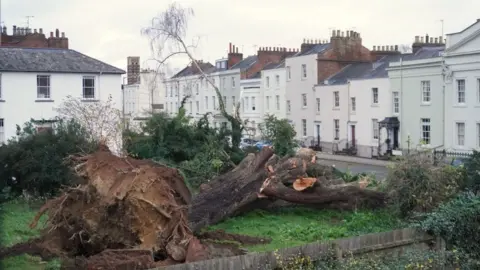 A large tree that has fallen over by the side of a road. The roots are showing and the branches have been cut up so they can be stored by the side of the road on a grassy area. There are white terraced town houses on the opposite side of the street.