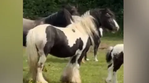 A piebald horse stood in a field