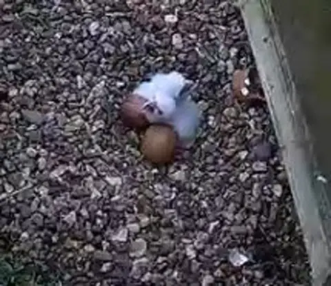 St Albans Cathedral Chicks in the nest at St Albans Cathedral