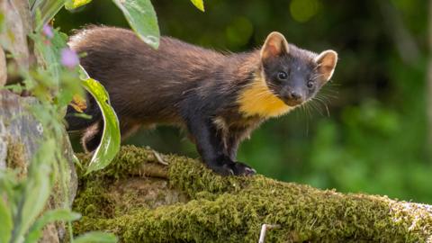 A pine marten on a tree branch