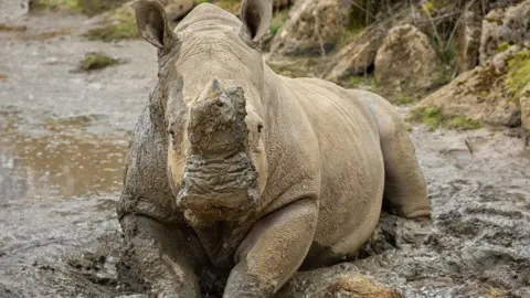 Libby Page Photography White rhino covered in mud. the male rhino is also sitting in mud