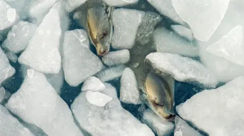 Tamara Stubbs @Atlantic Productions Two seals swimming in broken ice photographed from above