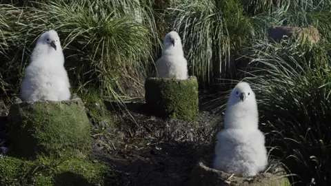 BBC NHU/Abigail Lees Grey headed albatross chicks.