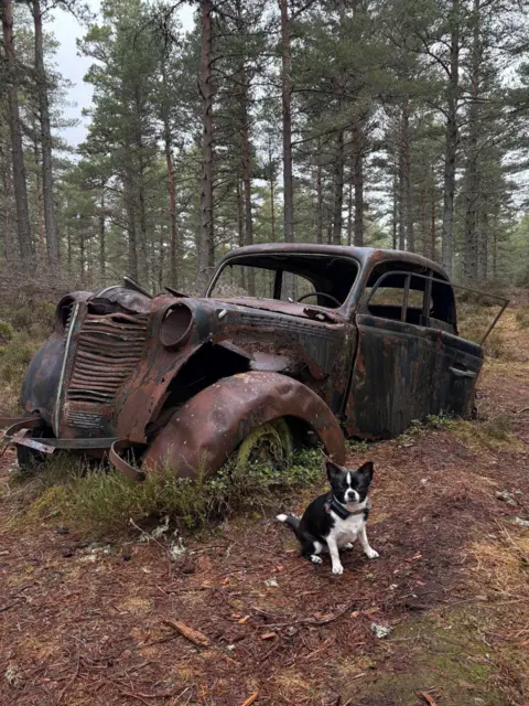 Victoria Gibbs A small black and white dog sits in front of a rusted vintage car in an area of woodlands