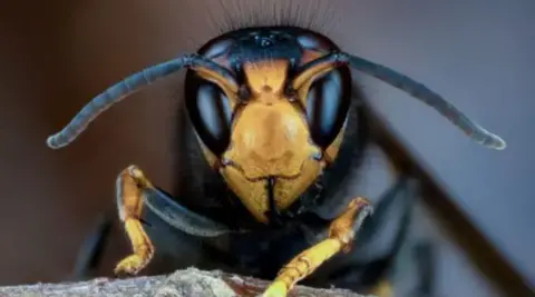 Science Photo Library The picture shows a close‑up, head‑on view of a hornet. The insect fills the frame, with the camera focusing sharply on the face, antennae, and front legs. The hornet has a yellow and black pattern on the head, large dark eyes, long curved antennae and strong yellow‑tipped legs gripping a piece of wood. 