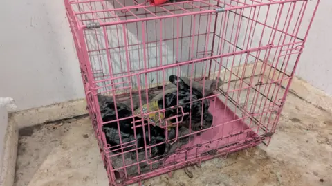 A small dog inside a small pink cage on a dirty floor