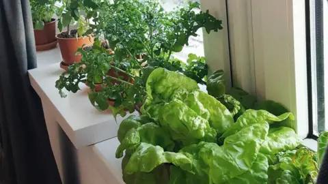 Gruneo A Gruneo veg box