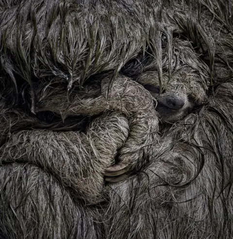 Dvir Barkay/Wildlife Photographer of the Year A grey sloth with long, wet fur curls around a smaller baby pressed into its chest. Their limbs intertwine, forming a tight, protective bundle with textures of damp fur filling the frame.
