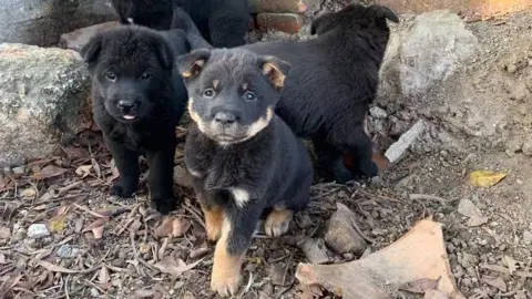 Supplied Dogs on a street in Shenzhen