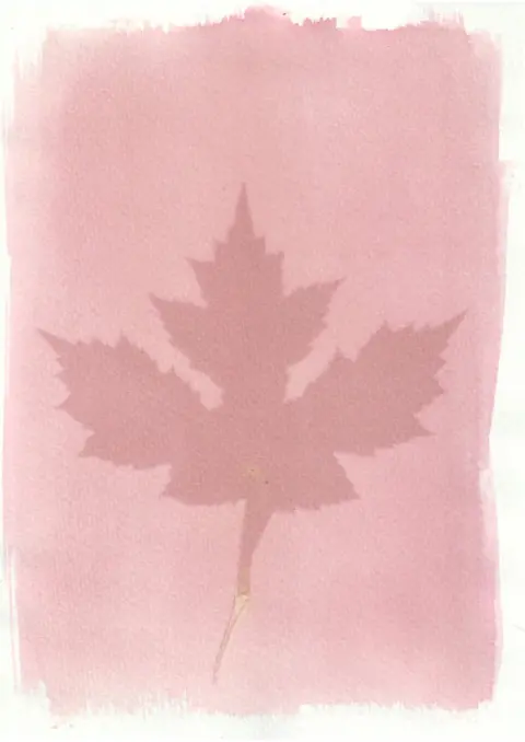 Tim Boddy An anthotype print of a large pink leaf