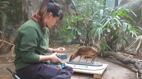 Rhiannon Wolff looking after a small hooved animal at a Marwell Zoo enclosure. The animal is standing on what appears to be a scale. Rhiannon is sitting beside it. There are various plans around them.