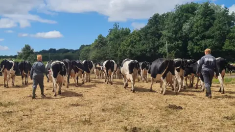 Richard Cornock Mr Cornock and his assistant walks through a brown field behind a crowd of dairy cows. The grass is dead under the blue sky.