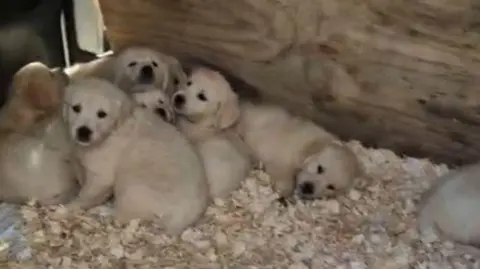 Seven golden retriever puppies in a pen. They are sat in sawdust. Behind them is a wooden board. 