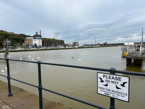 BBC/Federica Bedendo A general view of Whitehaven Harbour. In the foreground there is a metal parapet with a white sign with black lettering and images of seagulls warning against feeding the birds. Several ducks and swans are swimming in the brown-green water. On the right is a pontoon with some vessels moored next to it. In the distance there are more sailing boats, with the Beacon Museum and the Candlestick in the background.