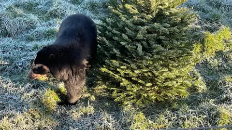 Spectacled bear next to a Christmas tree in a frosty field.