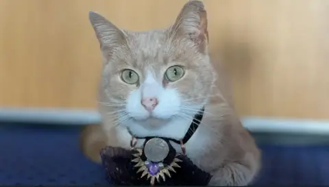 Thomas is a ginger and white cat wearing a collar with a silver medallion.
