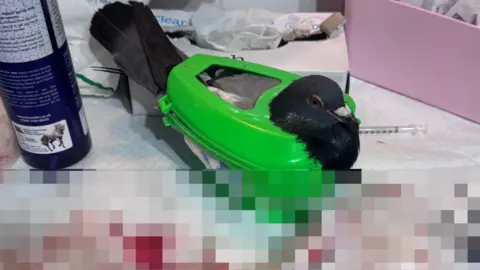 A pigeon in a green pigeon holder - the bottom half of the photo is pixelated due to its graphic nature