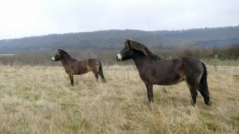 Two Exmoor ponies stand near to each other on the grasslands, with fencing and a hill with trees seen in the background.