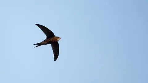 A swift in flight against a blue sky