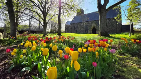 Figaro A range of beautiful yellow, pink and red tulips are lit by the sun in Jarrow. A large stone building can be seen in the background. Several trees are planted in amongst the flowers.