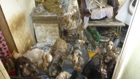 RSPCA Several different breeds of dog in cages