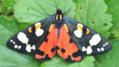 Bob Eade Scarlet Tiger